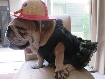 ブルドッグの服(お客様からの可愛いお写真)ワンピース