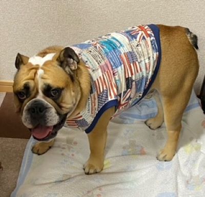 ブルドッグの服(お客様からの可愛いお写真)あぐ君　タンクトップ