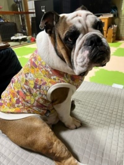 ブルドッグの服(お客様からの可愛いお写真)tタンクトップ