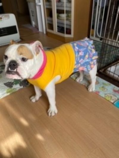 	ブルドッグの服(お客様からの可愛いお写真)ワンピース