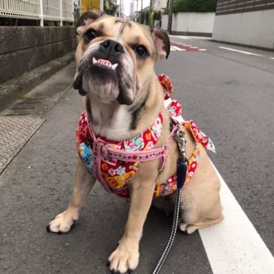 ブルドッグの服(お客様からの可愛いお写真)クールネック