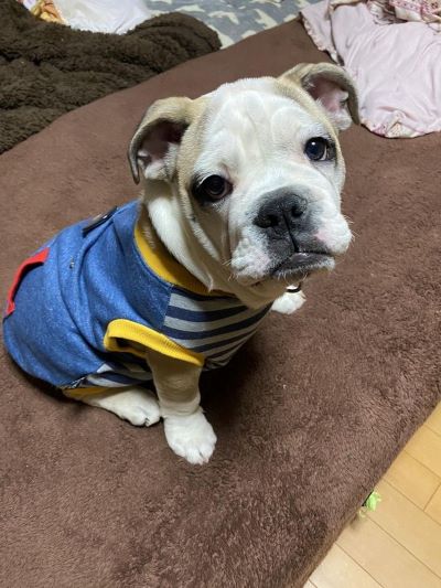 ブルドッグの服(お客様からの可愛いお写真)タンクトップ