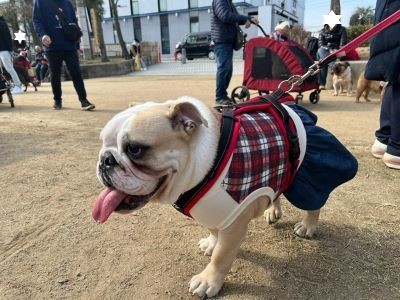 ブルドッグの服(お客様からの可愛いお写真)ワンピース　さくらちゃん