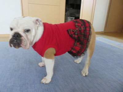 ブルドッグの服（お客様からのお写真）ワンピース