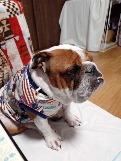 ブルドッグの服(お客様からの可愛いお写真)タンクトップ・金時君