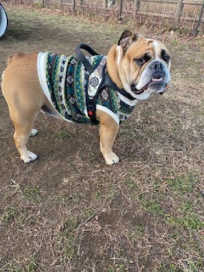 ブルドッグの服(お客様からの可愛いお写真)タンクトップ・あぐ君