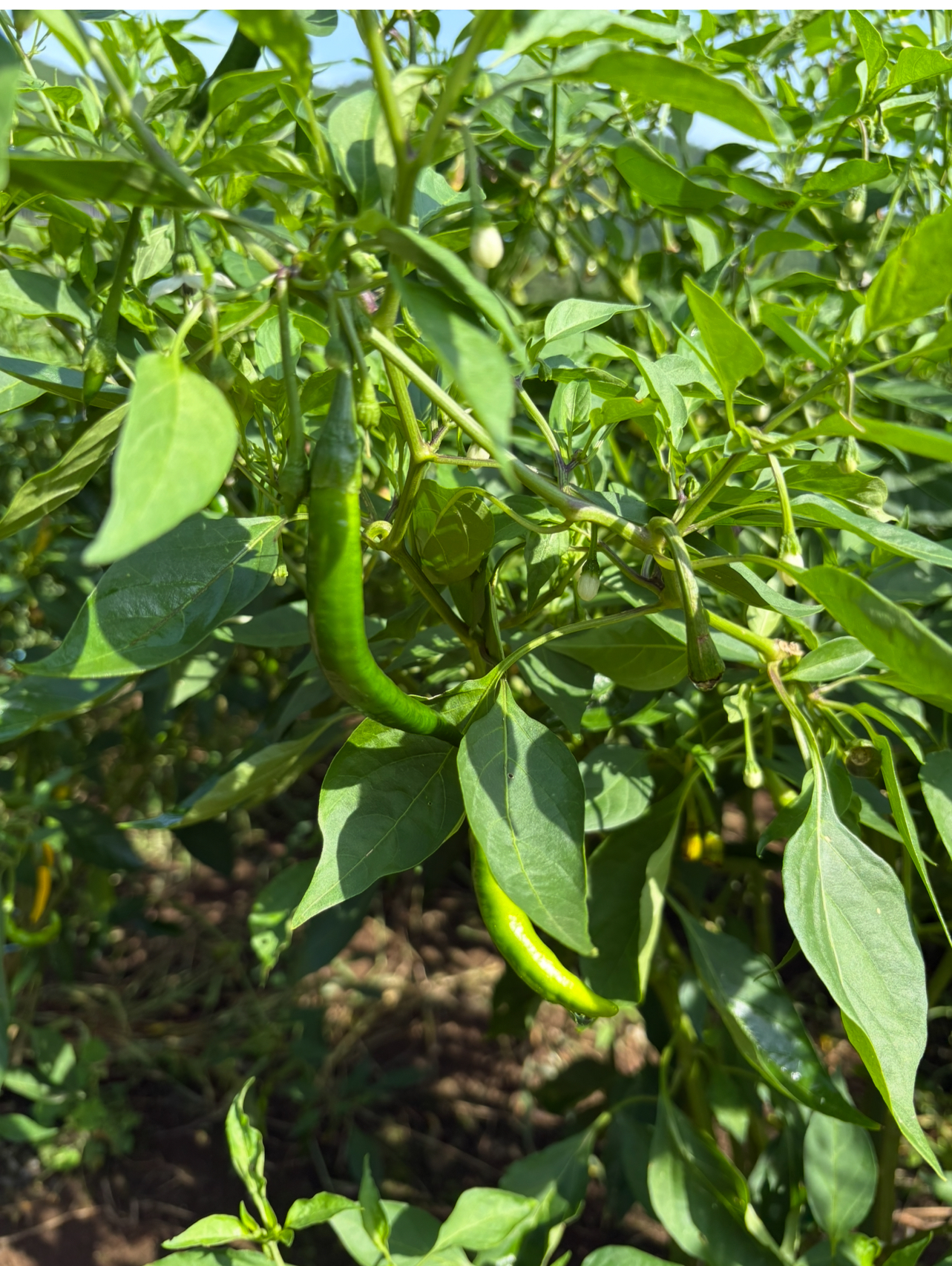 今年のゆずごしょう作り とうがらし収穫しています