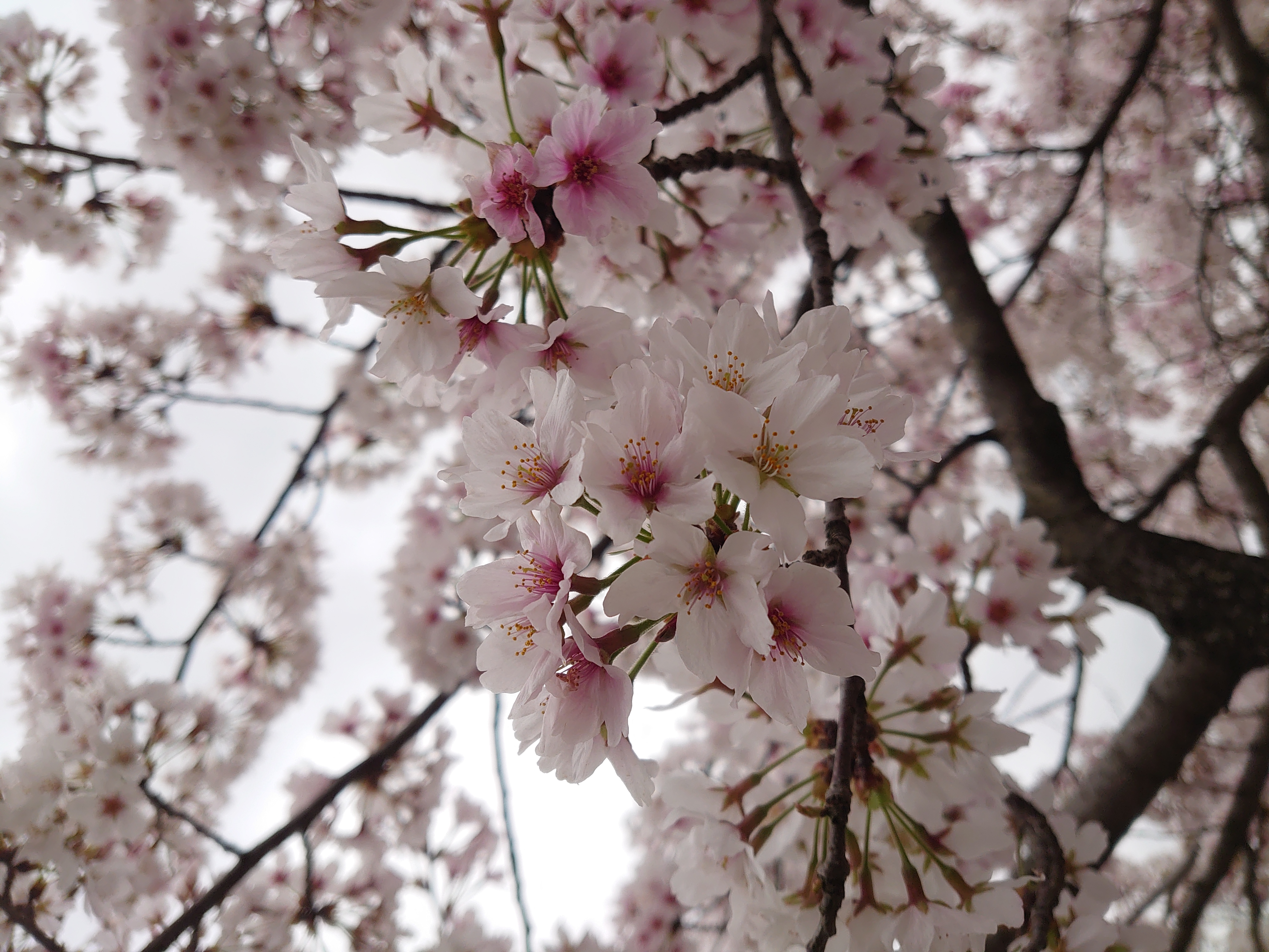 桜