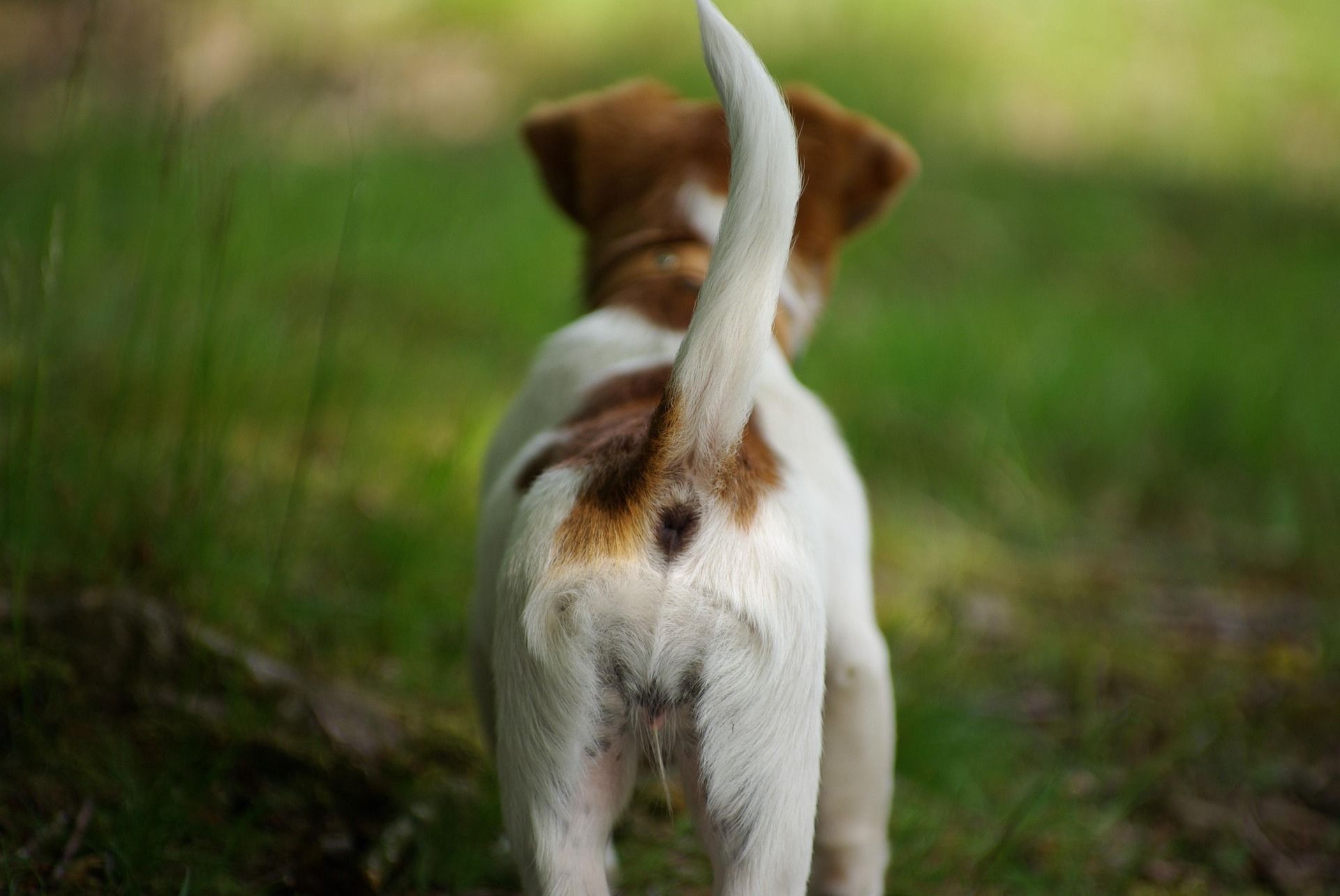 犬が「しっぽ」で伝えていること、知ってる？