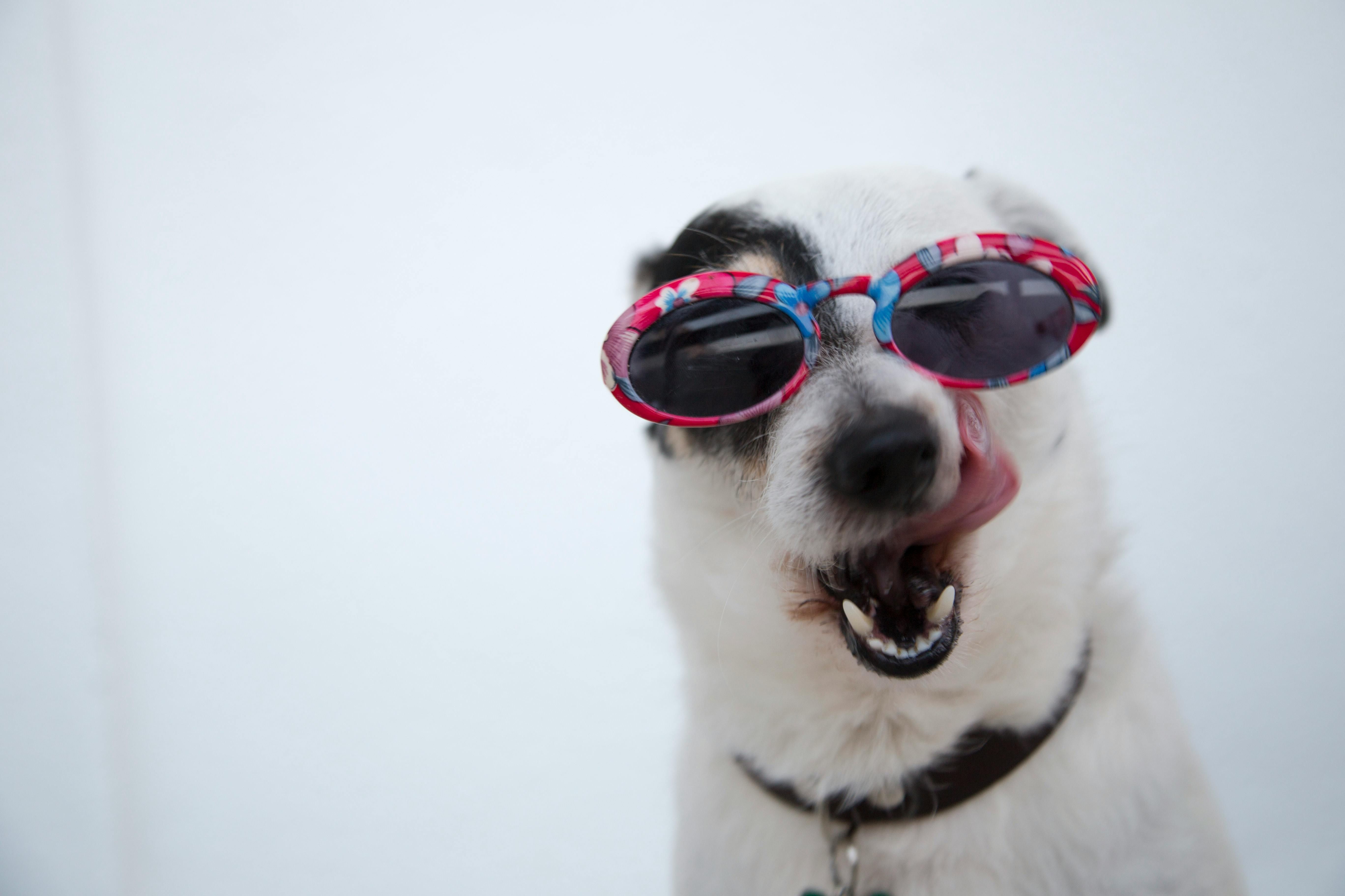 犬の熱中症サインと“いま”できる対策（真夏版）