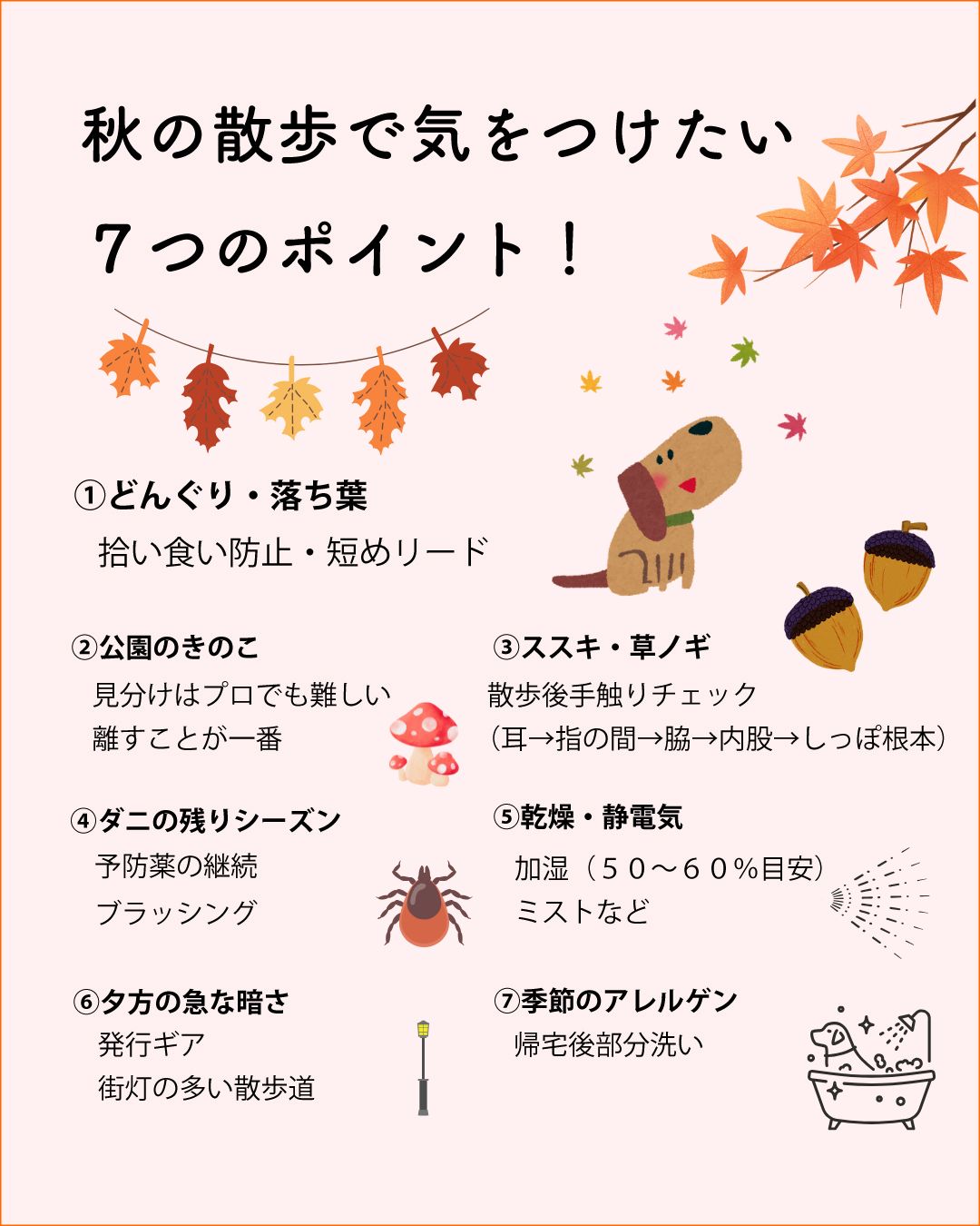 今日の犬ブログ：秋の散歩で増える“かくれ危険”7つと対策