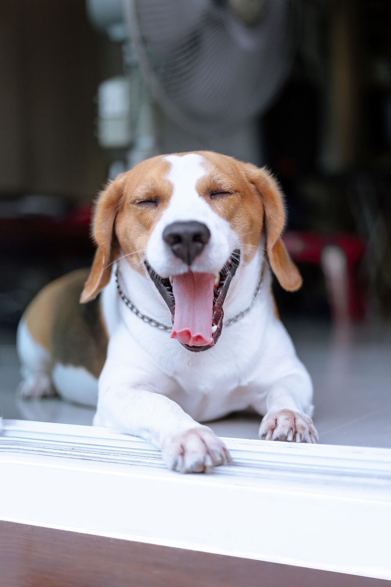 犬があくびをする本当の理由