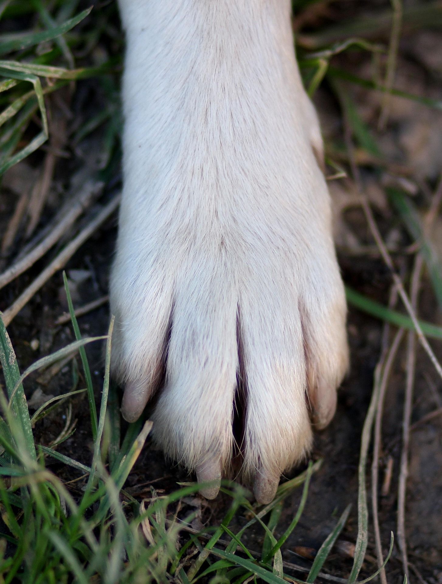 犬の肉球ケアの方法