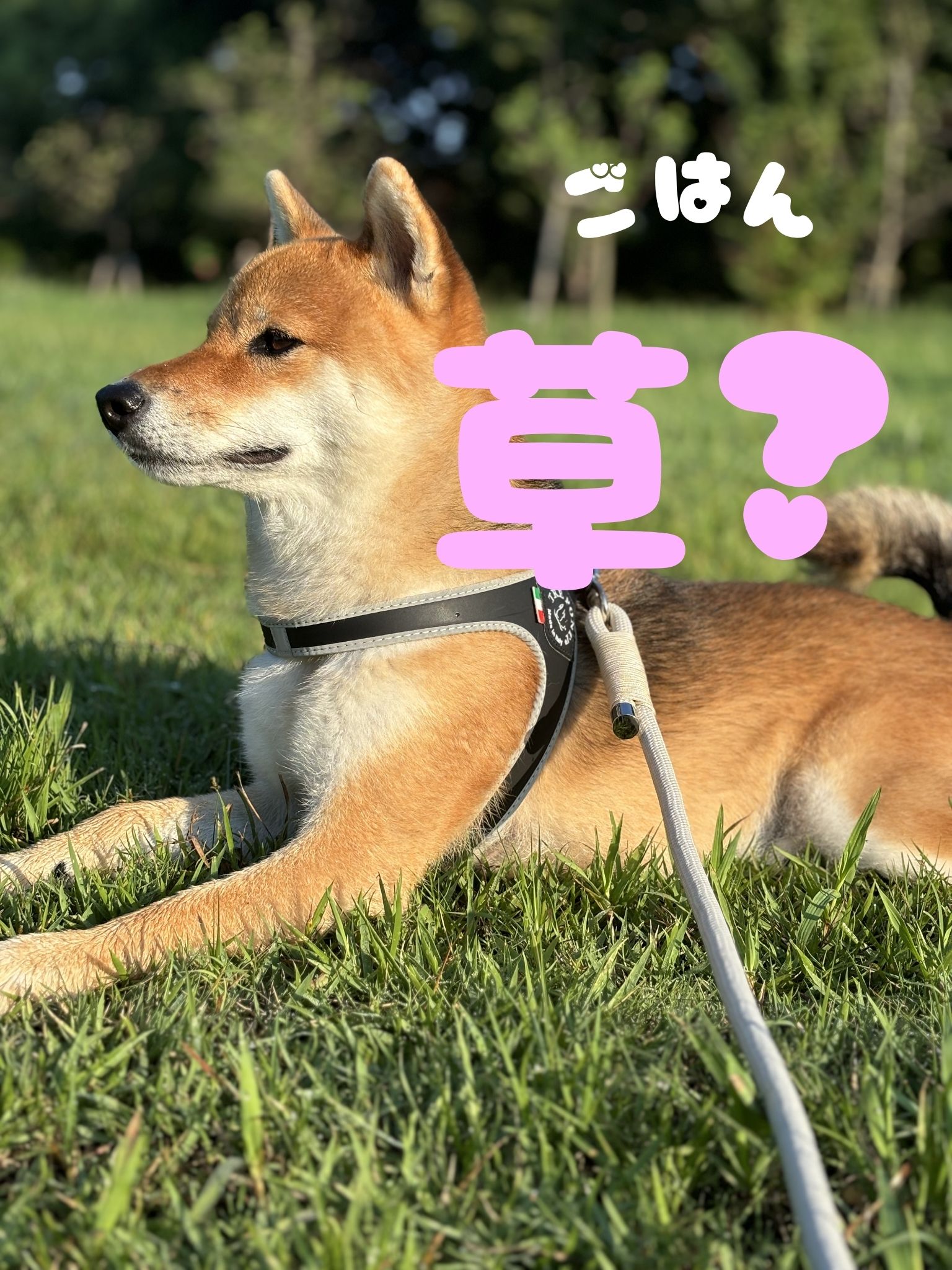 犬が草を食べる理由って？
