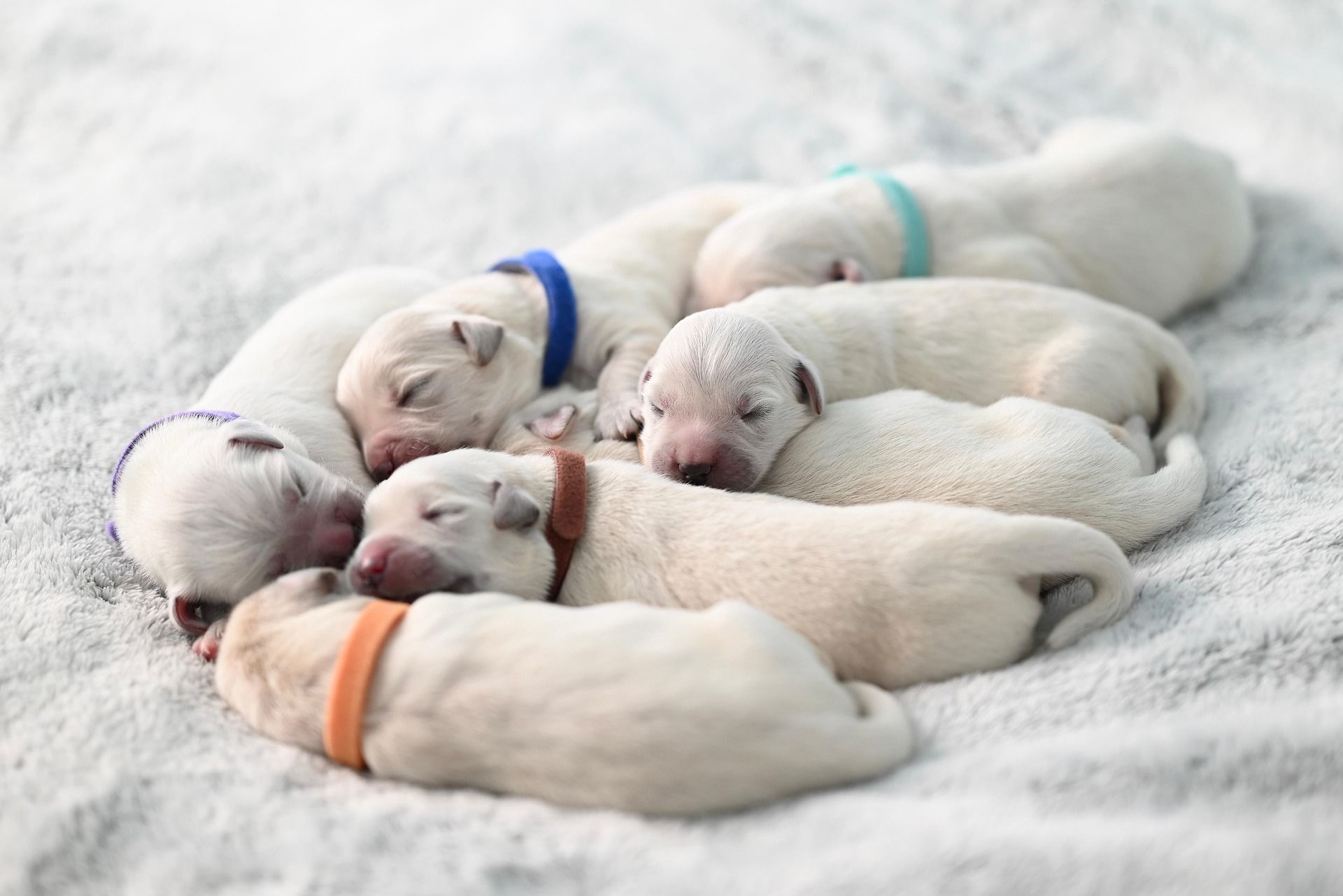 🐶犬は夢を見るの？どんな夢を見ているの？