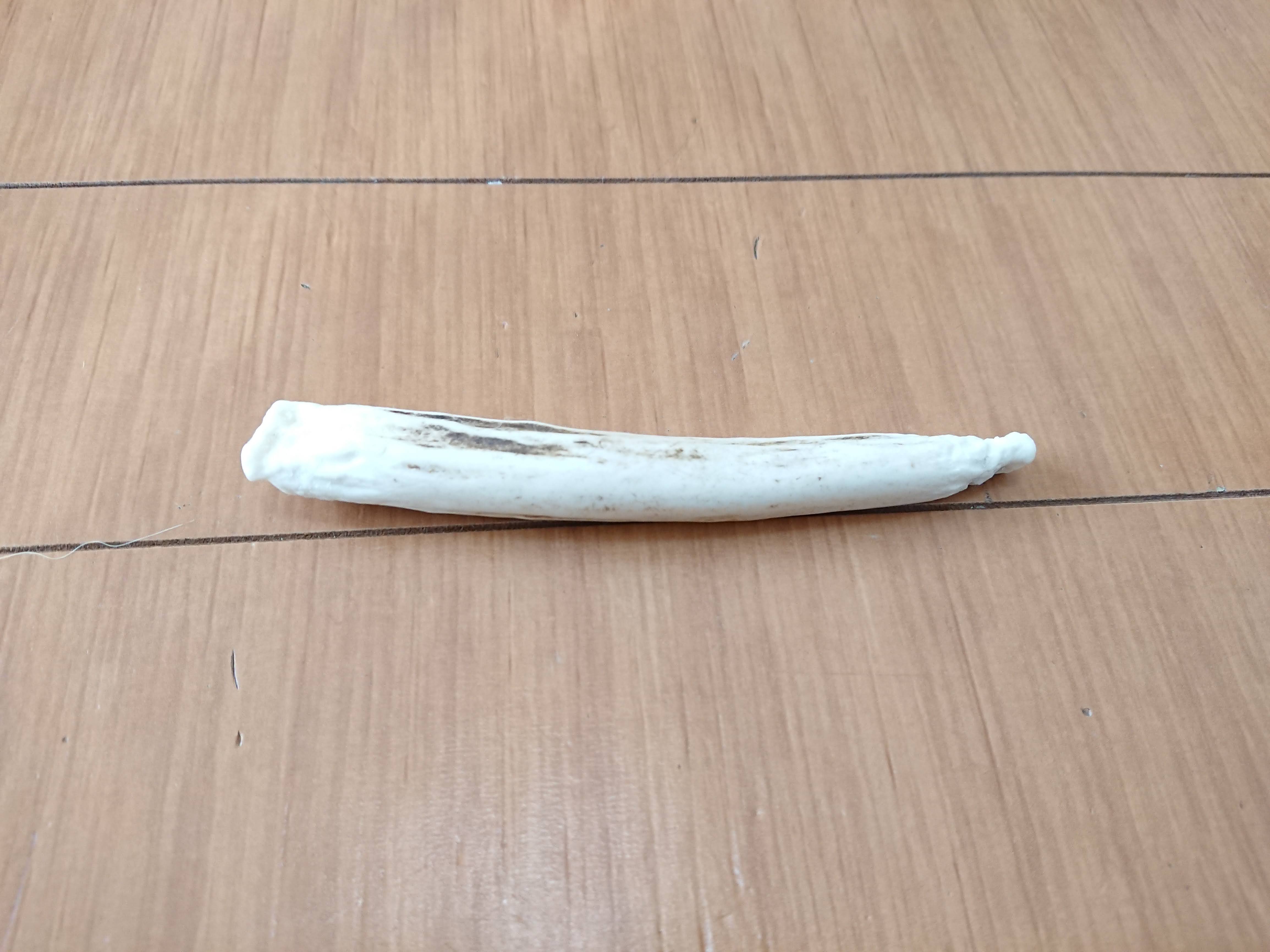 鹿肉も好きだけど鹿の角にも夢中な柴犬こま