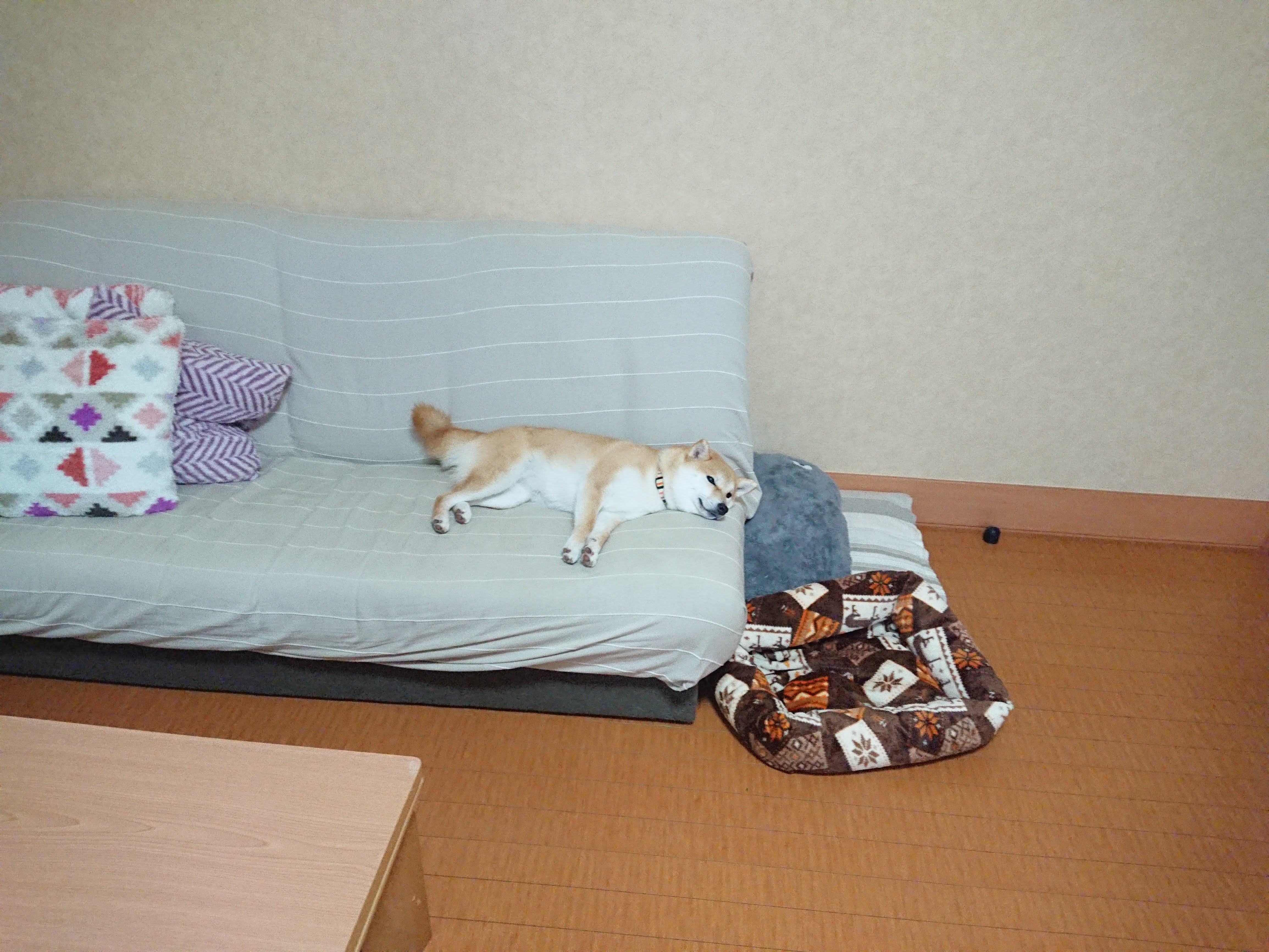 うちの柴犬