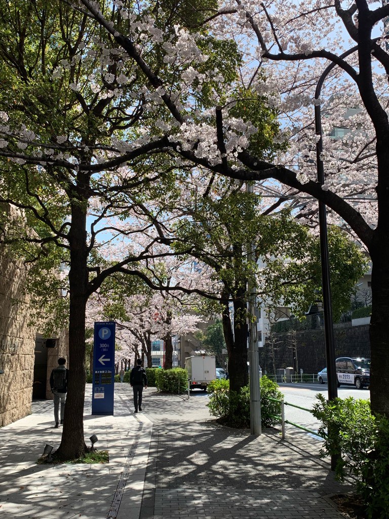 満開と鳥取ゴールド