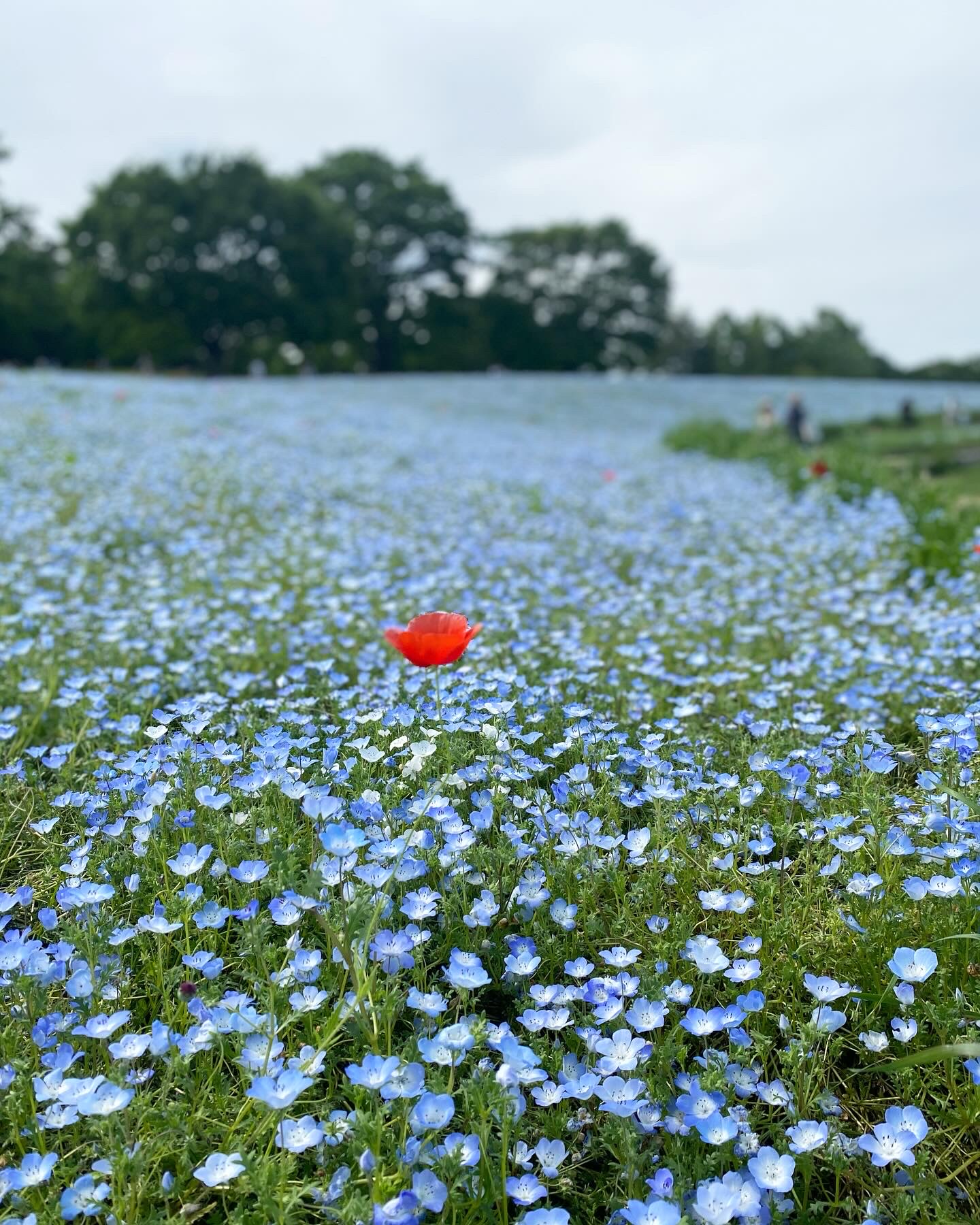 【作家について🕊️番外編-「出る杭」が好き】