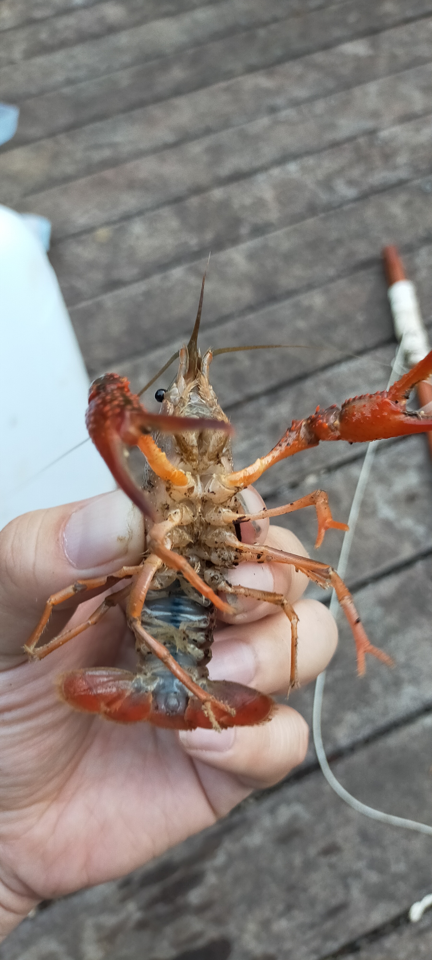 Blog 熱帯魚専門店 アクアショップ ピラルク本店