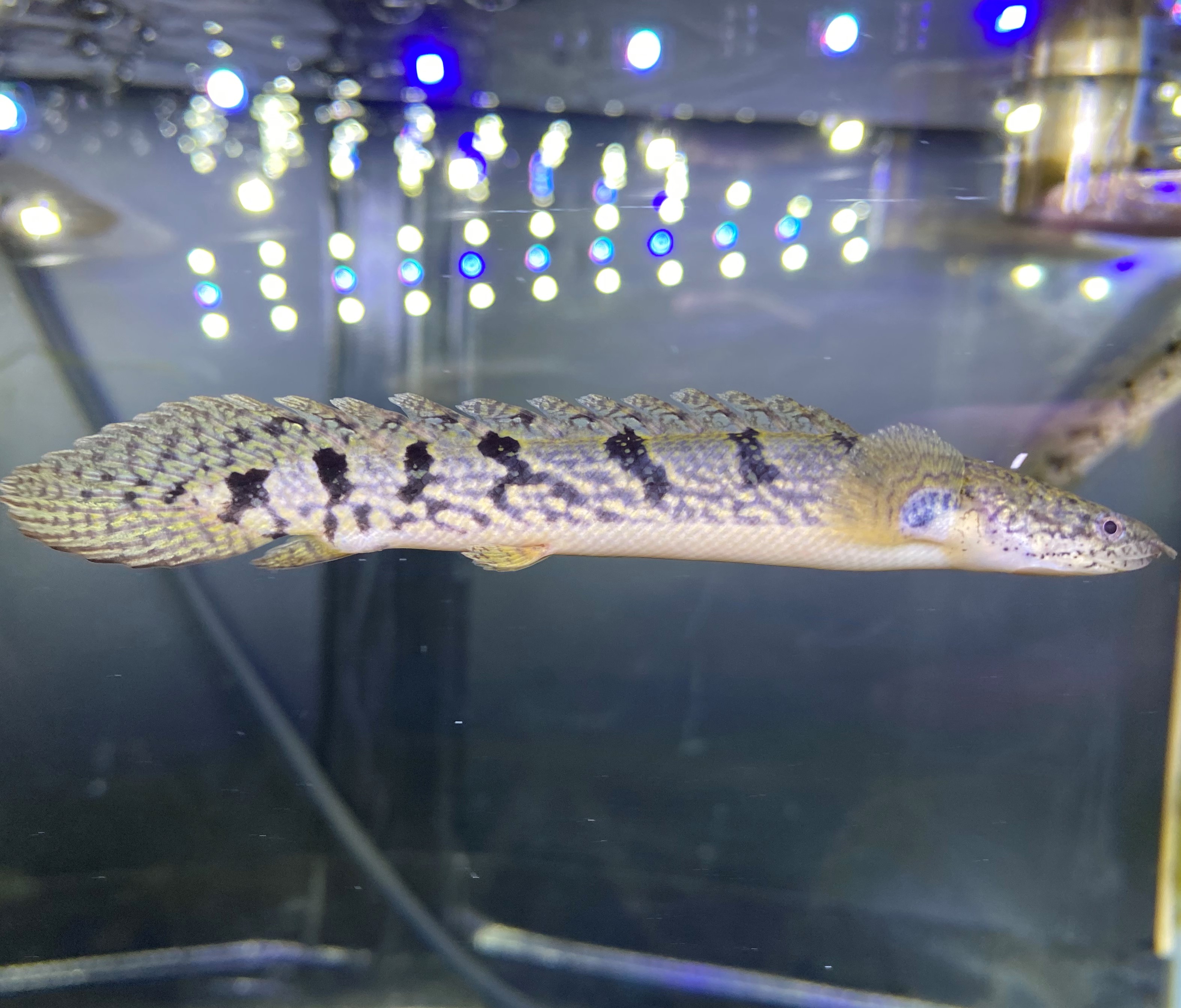 熱帯魚専門店 アクアショップ ピラルク本店