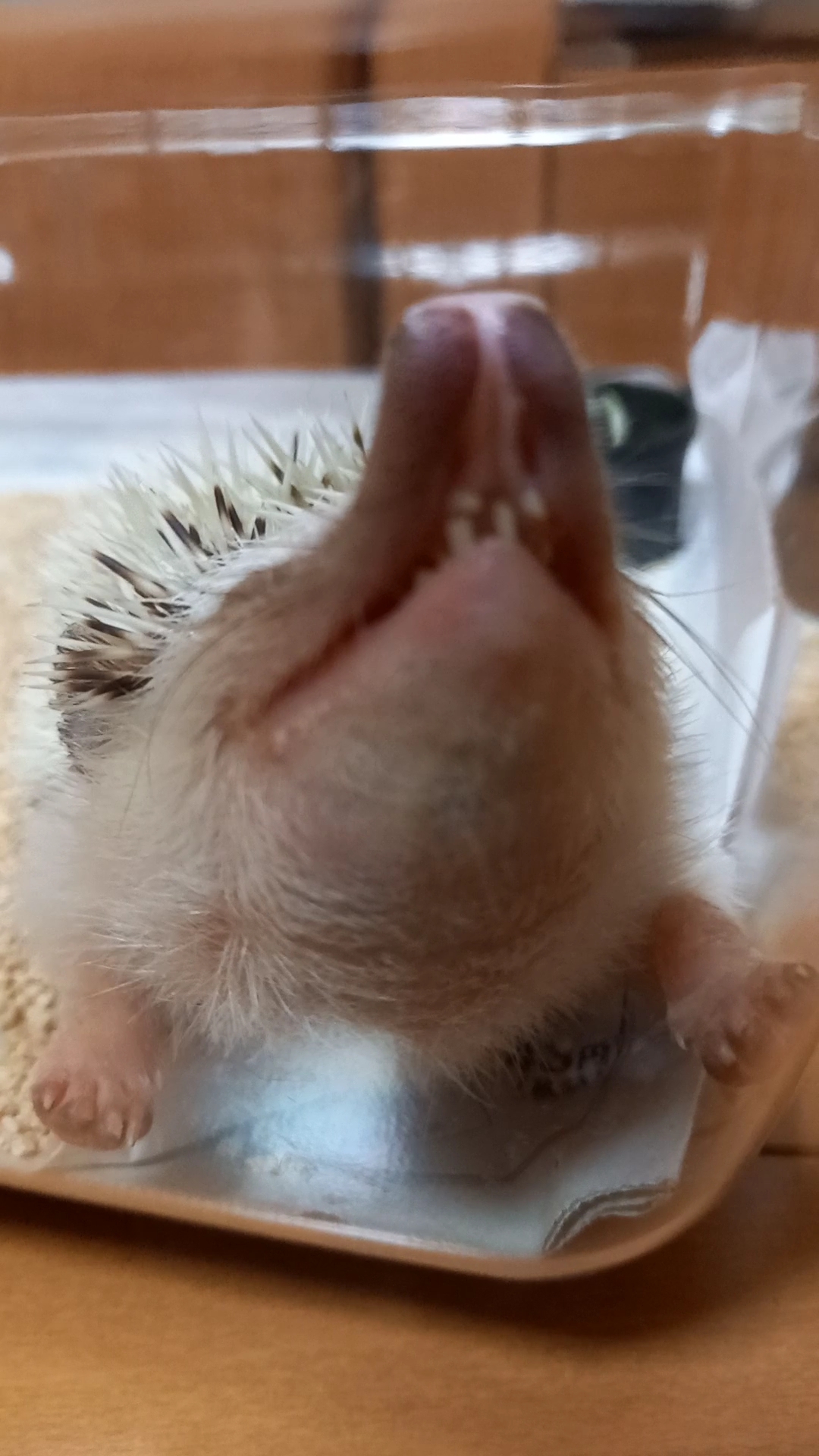 リーフ♀️の日常🦔　うたた寝の巻