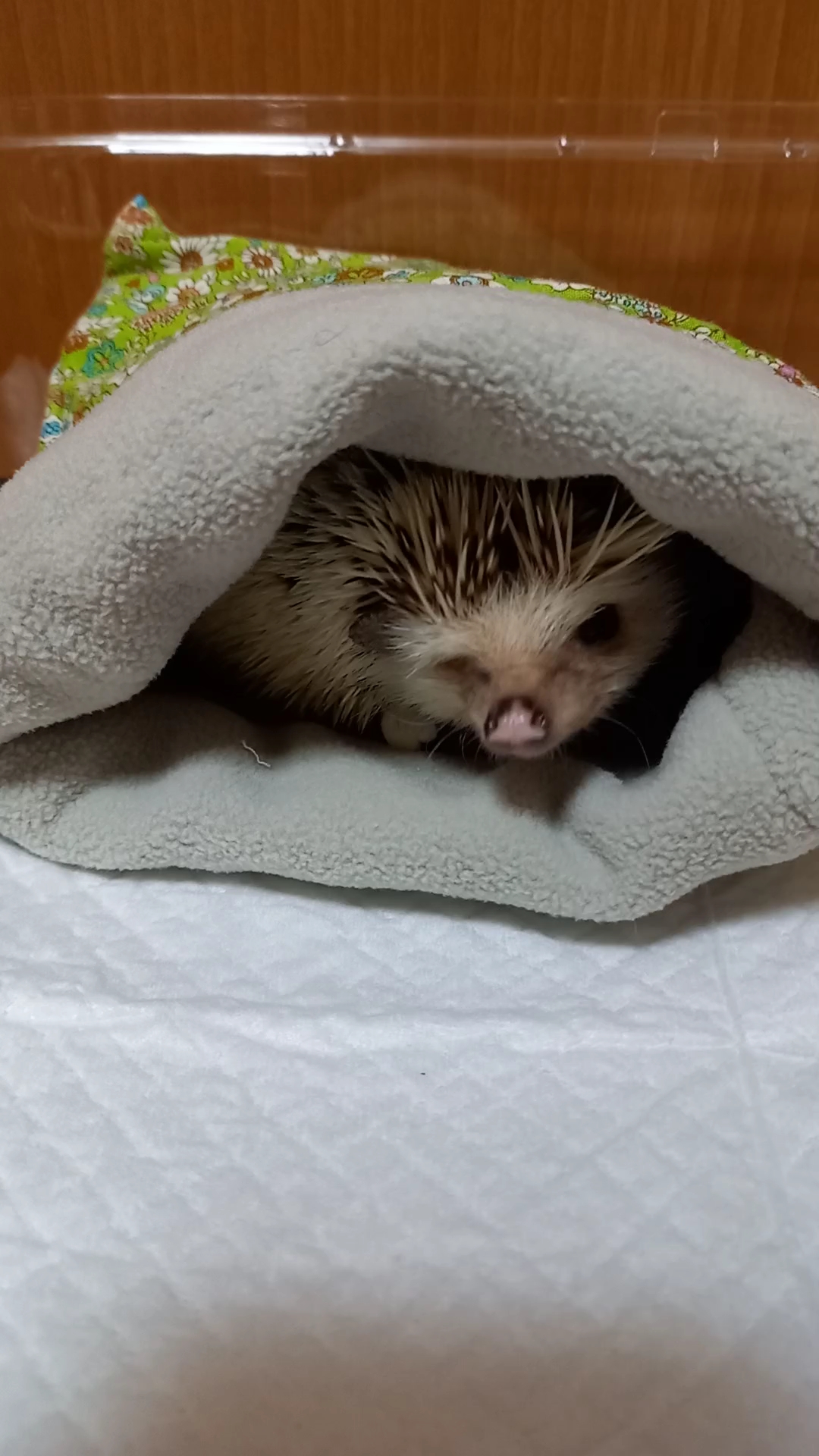 リーフの日常🦔　寝袋もぐもぐの巻