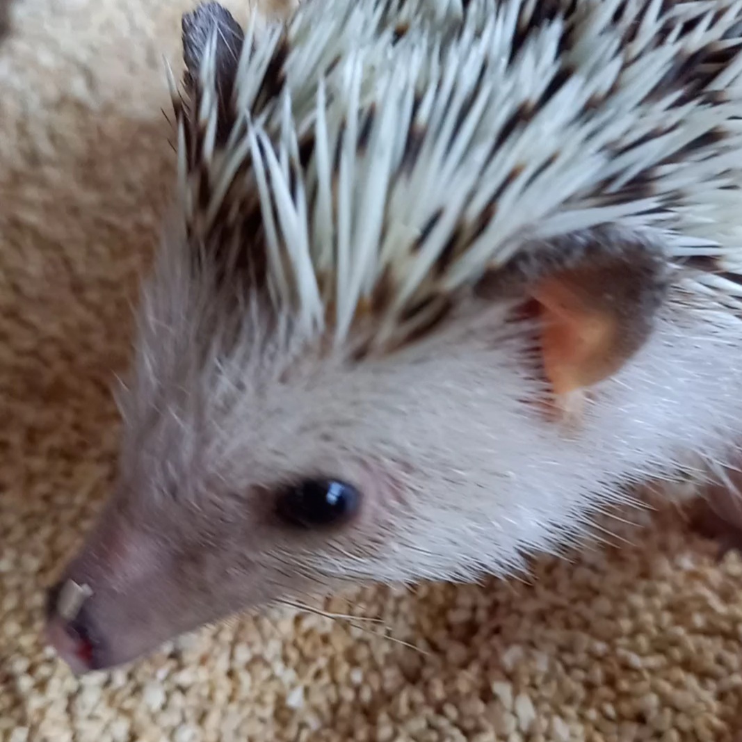 リーフ🦔待機中🧹