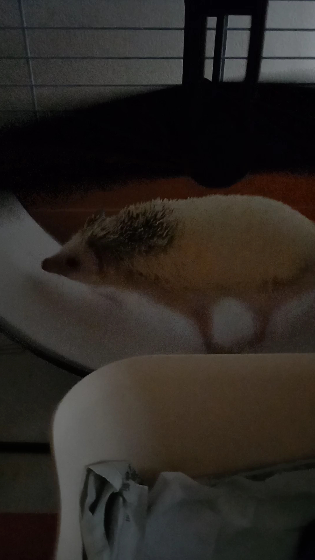 リーフの日常🦔　早朝ダッシュの巻