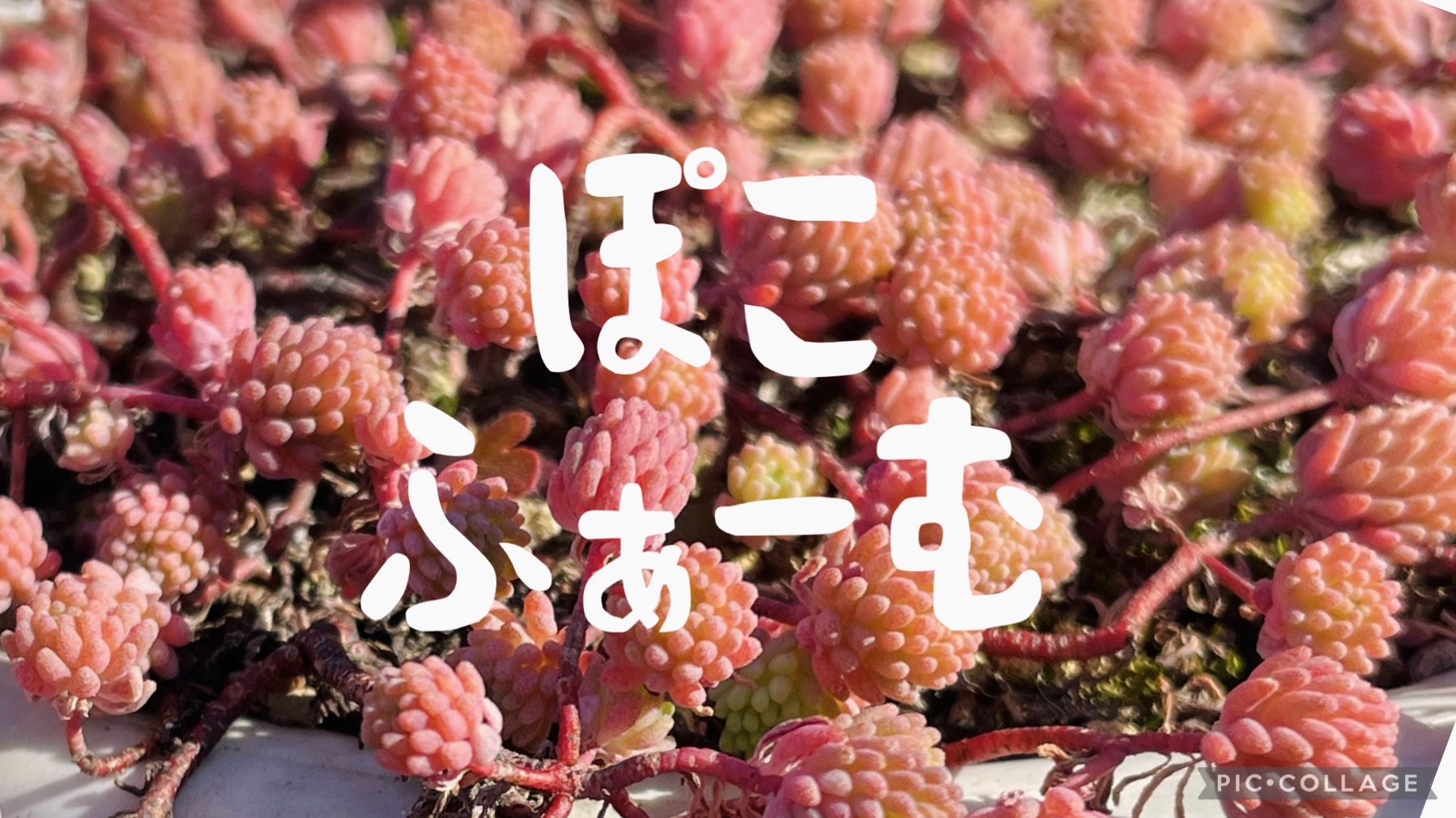 はじめまして　ぽこふぁーむです！