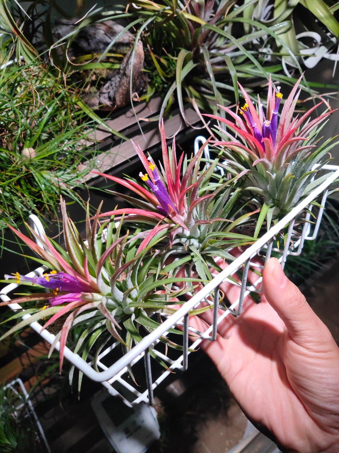 植物を売るということ