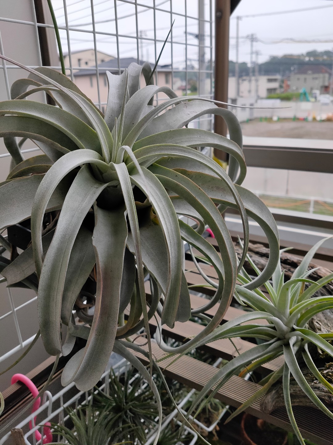 植物を売るということ２