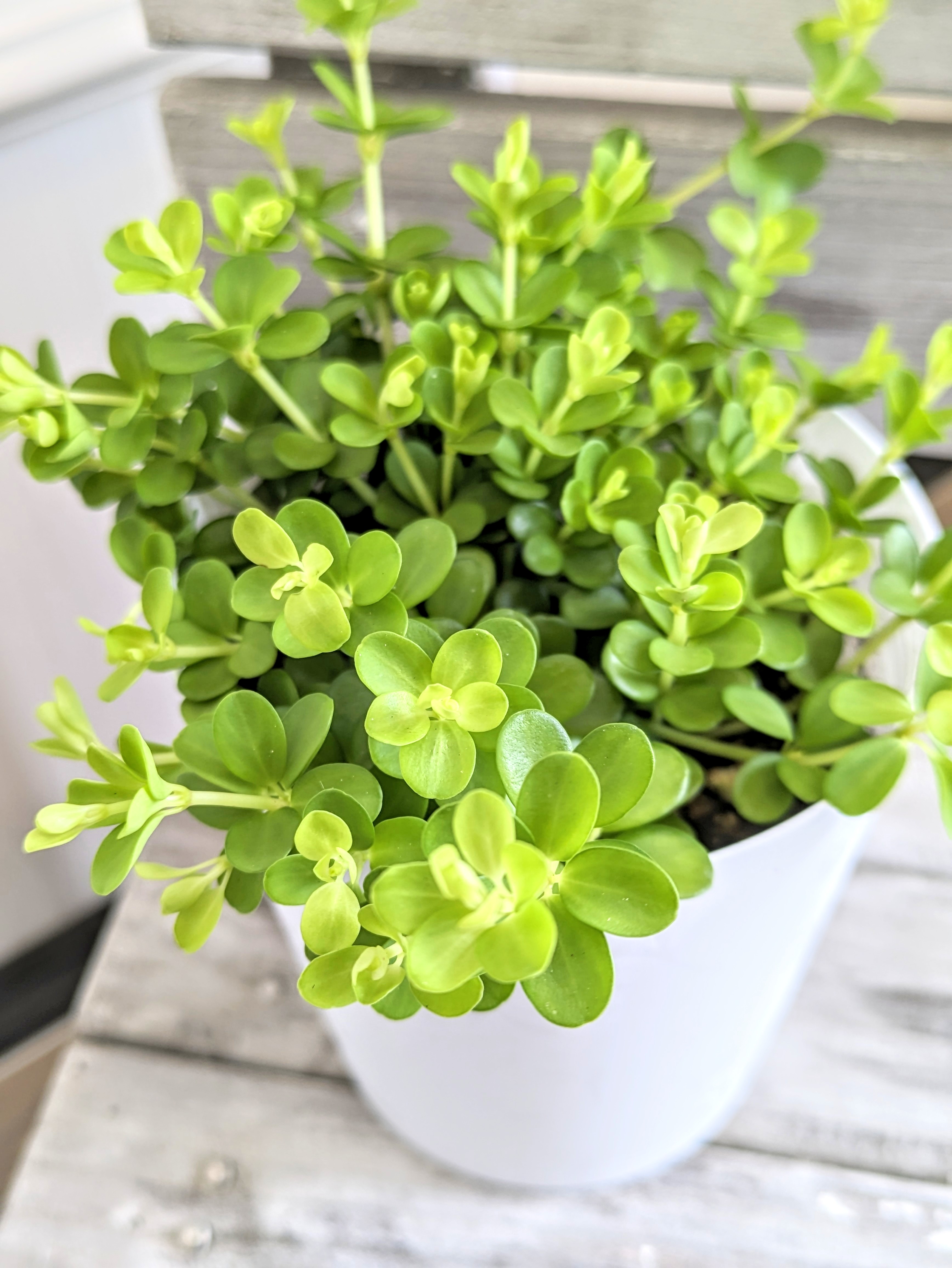 ペペロミア「デピーナ」3.5号　【札幌市北区太平のお花屋さん　花だより】