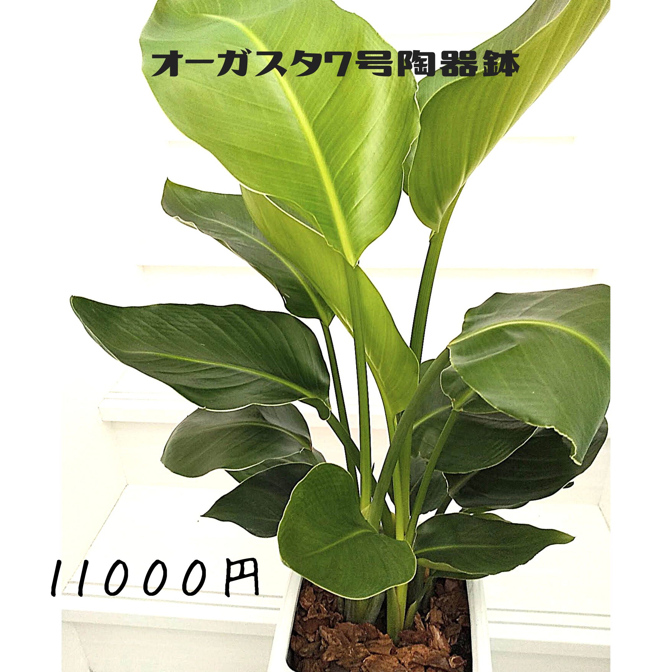 オーガスタ　7号陶器鉢