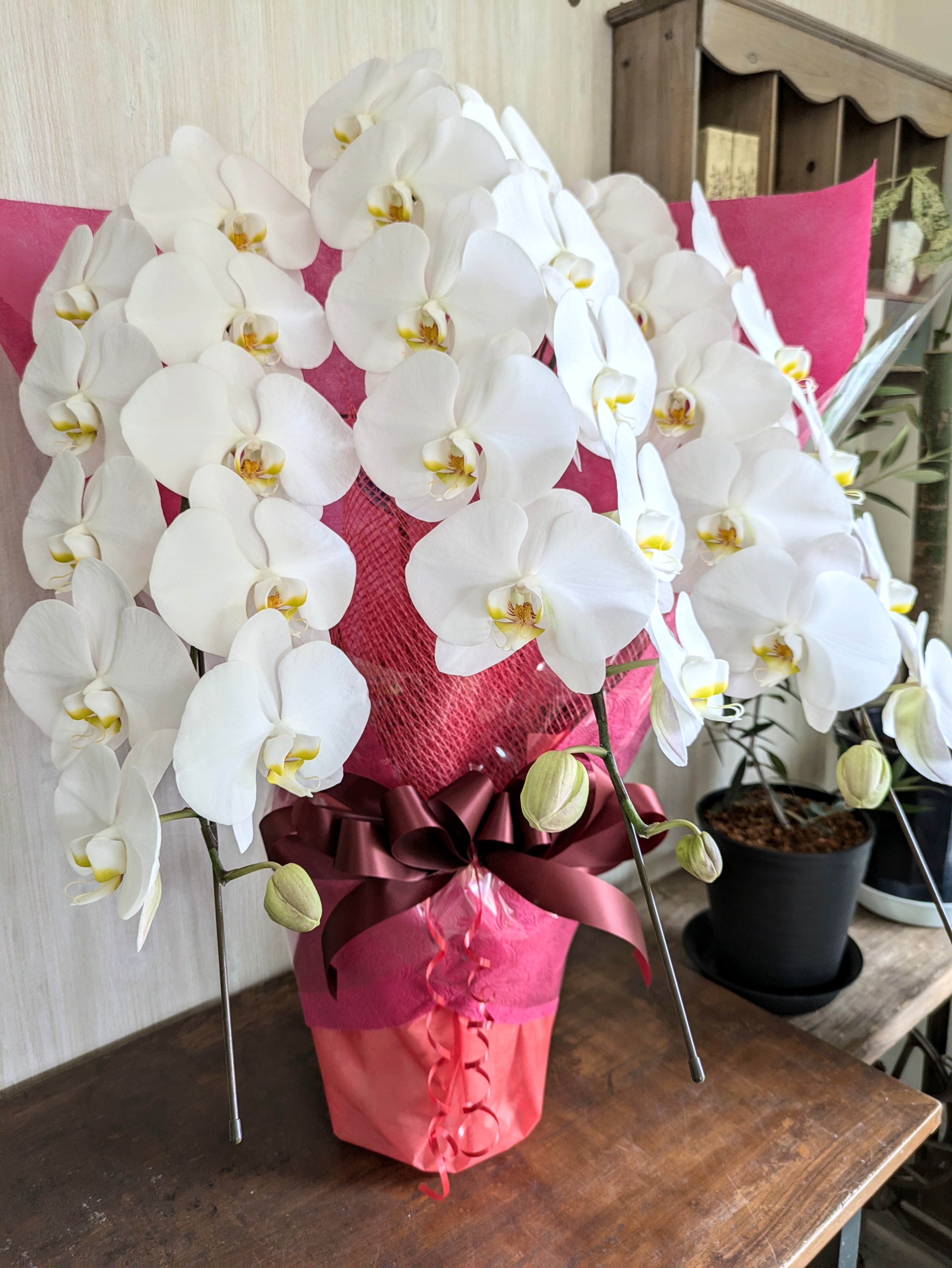 就任御祝の胡蝶蘭　【札幌市北区太平のお花屋さん　花だより】