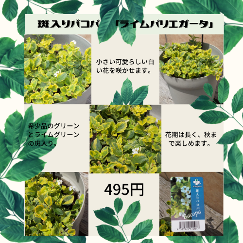 斑入りバコパ「ライムパリエガータ」