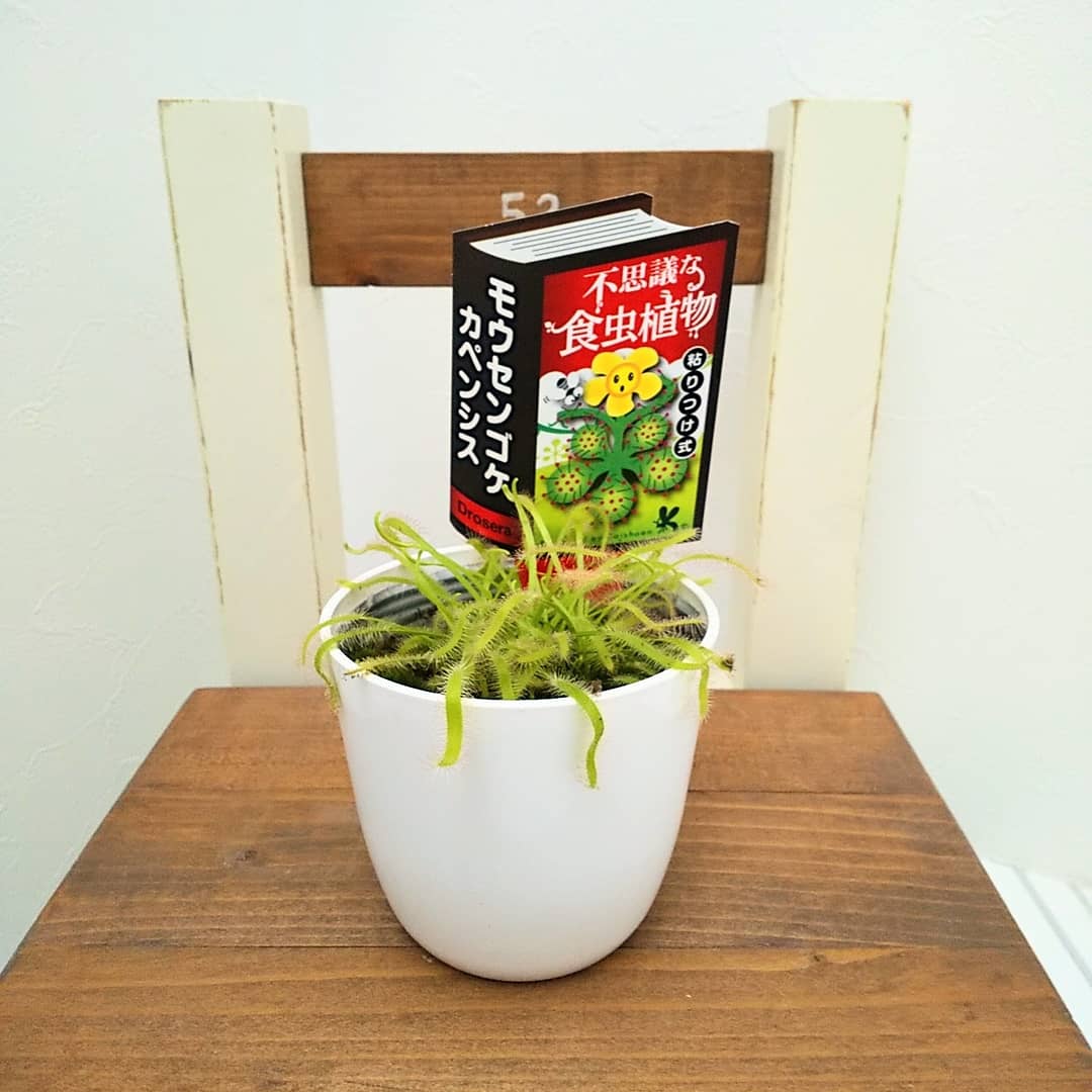 食虫植物