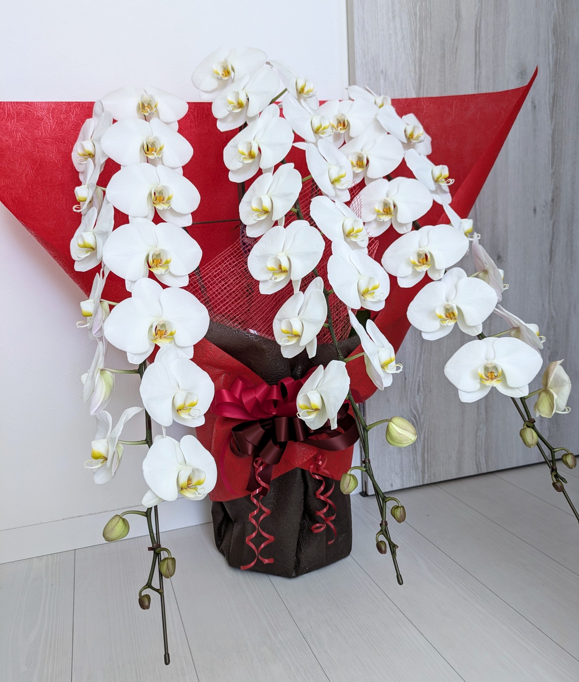 開店お祝いの胡蝶蘭
