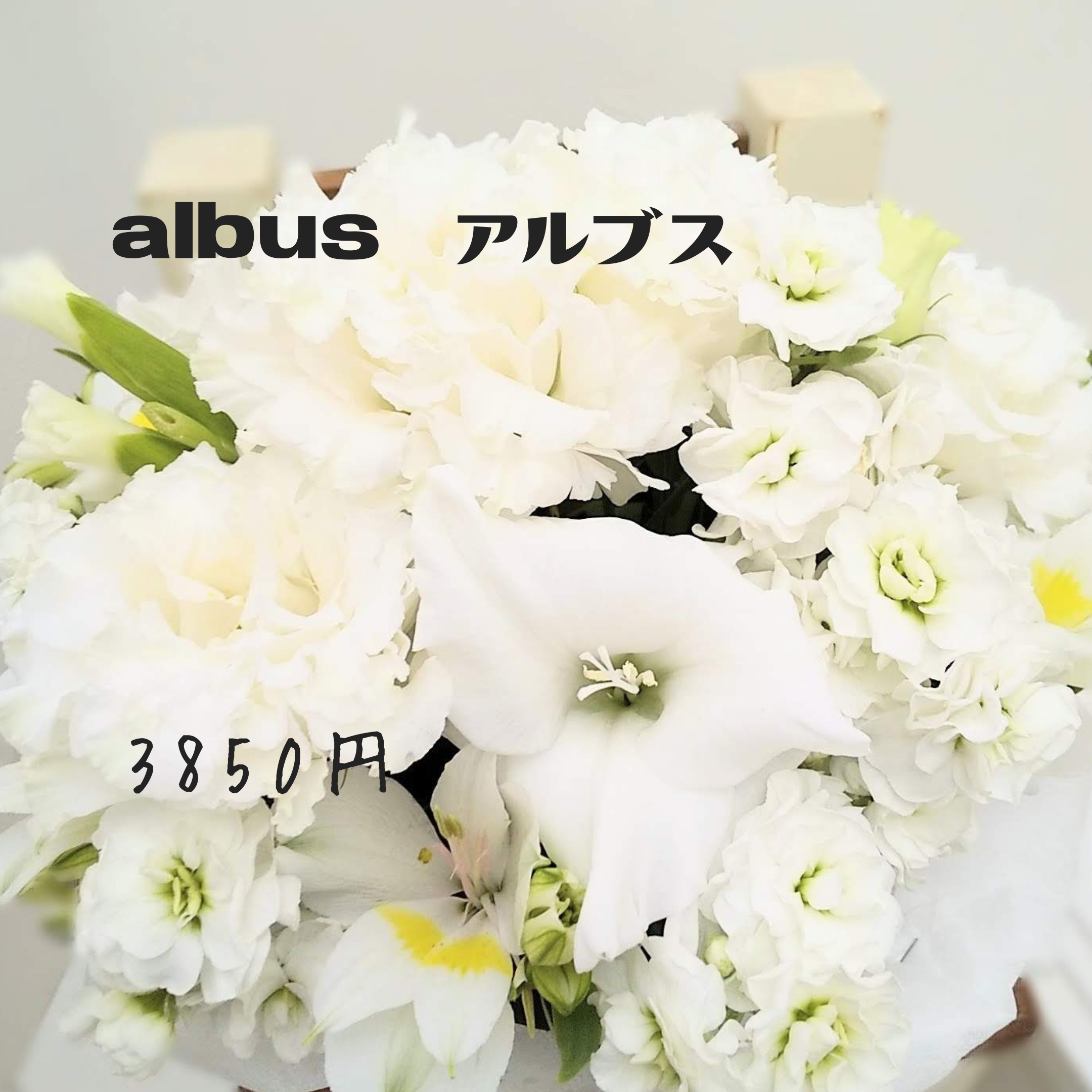 アルブス