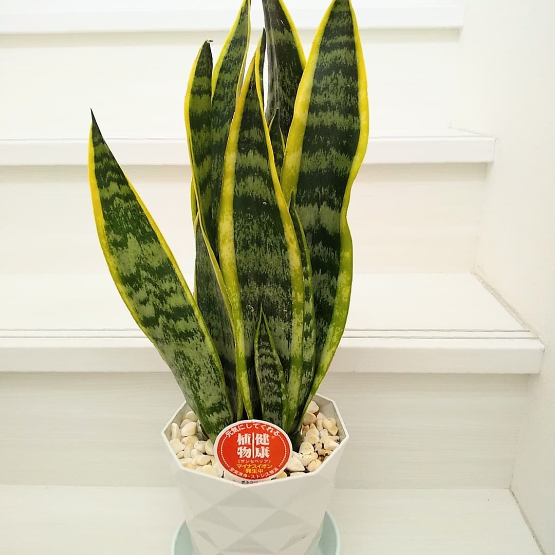 観葉植物5号鉢