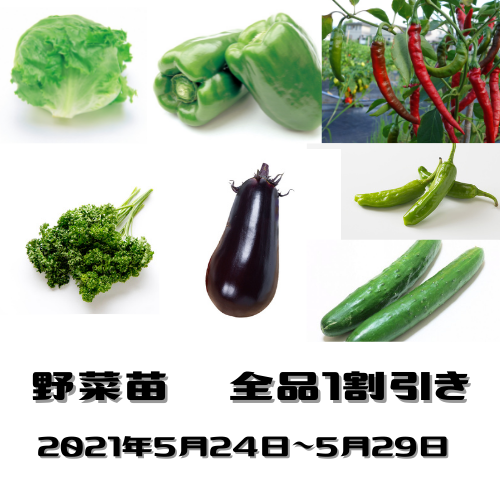 野菜苗　10％OFF