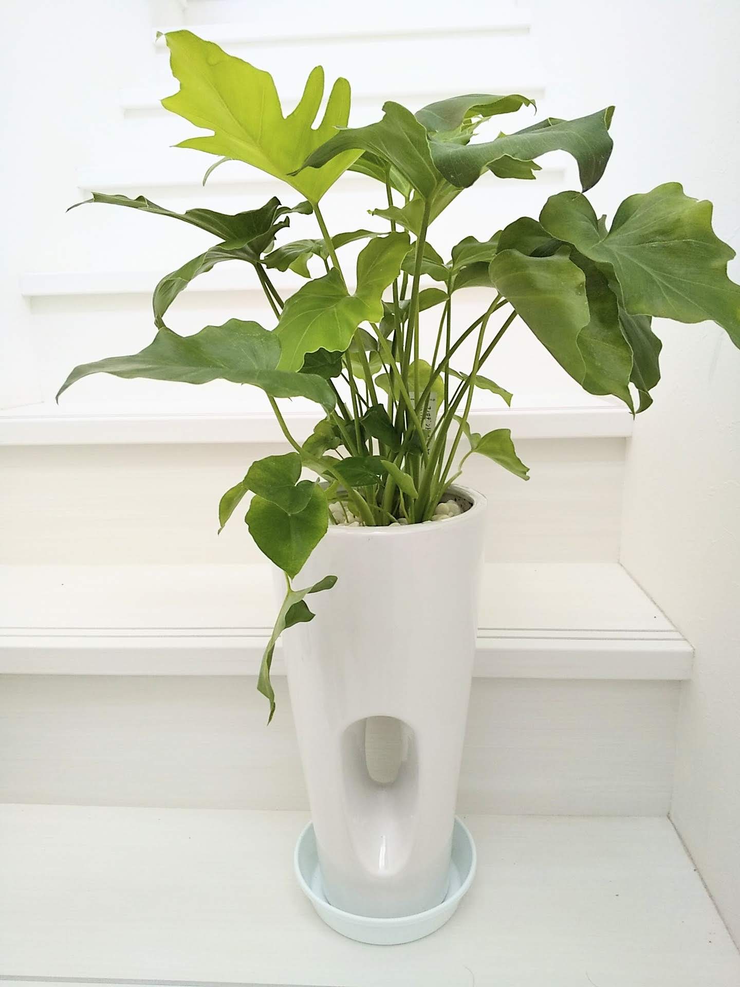 《観葉植物》 5.5号高穴あき　陶器鉢   セロームとパキラ