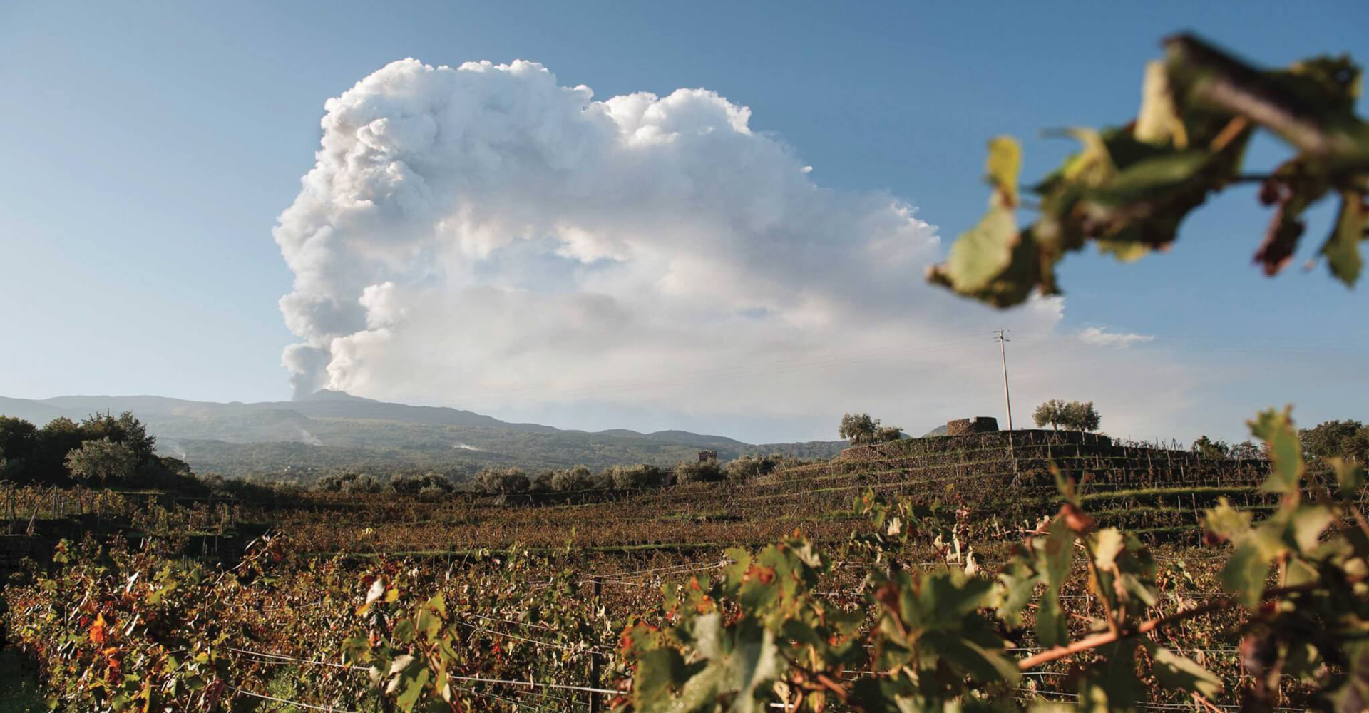 【ワイン特集】シチリアの多様性を鮮やか描く〈タスカ・ダルメリータ〉の3テヌータから、厳選ワイン新入荷