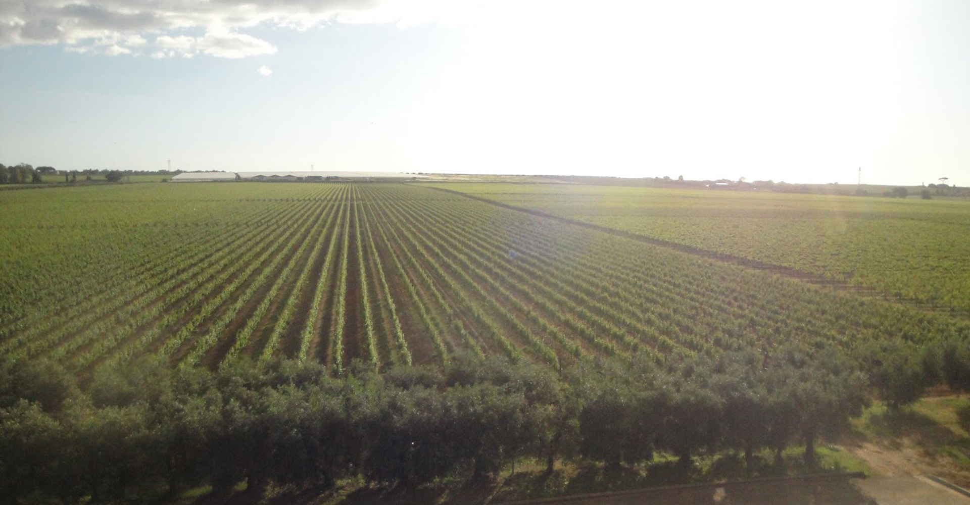 【ワイン特集】イタリアワインの新しい伝統を創る〈カザーレ・デル・ジリオ〉&来日記念キャンペーン開催