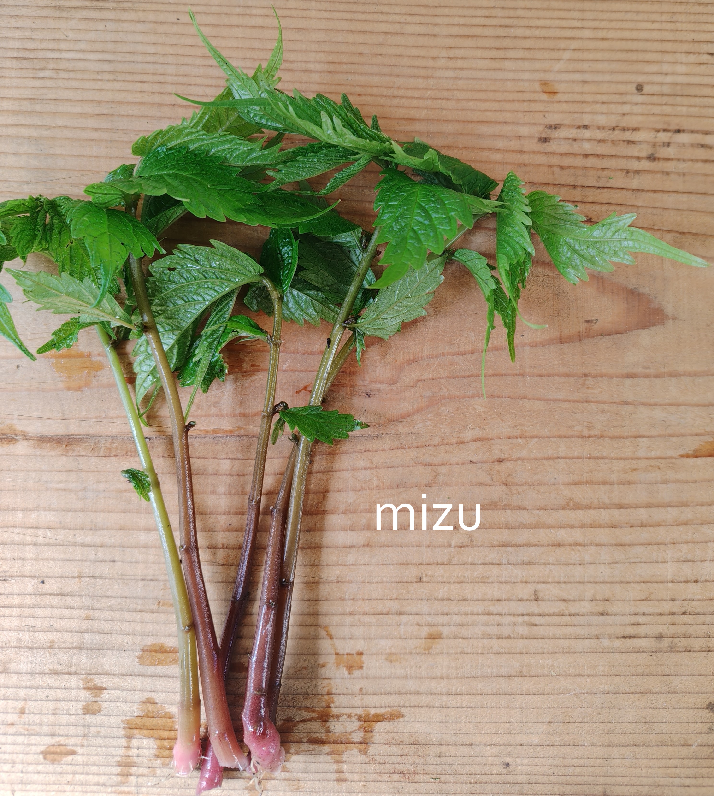 山菜ミズやってます