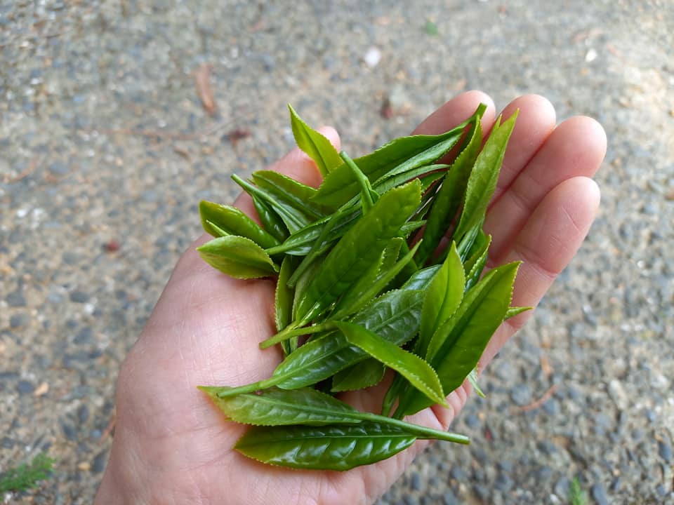 お茶の新芽の納品