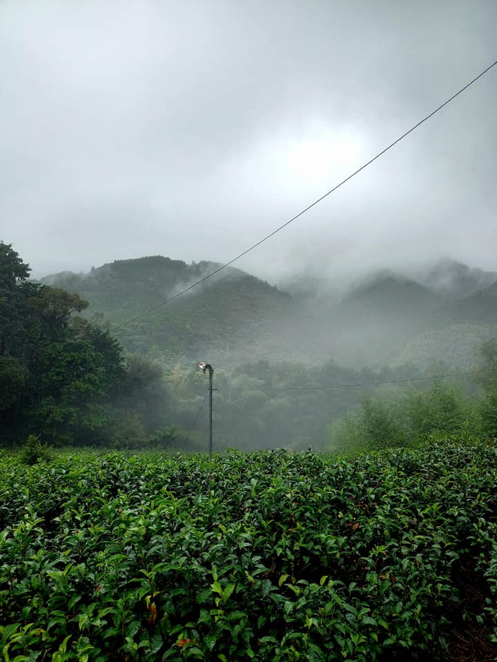 雨にけぶる茶畑