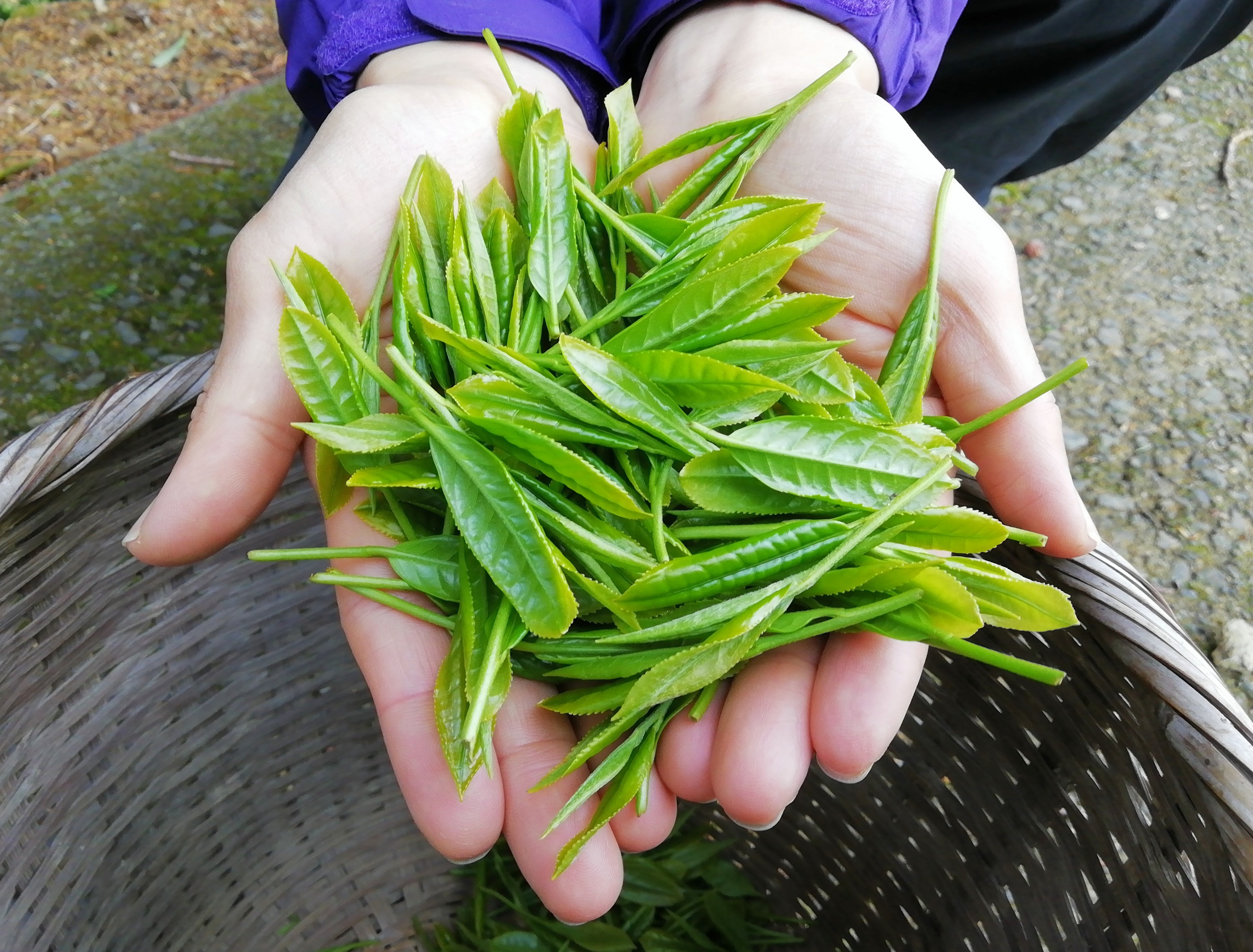 お茶の新芽の販売　＠Lalala planet  plusさん