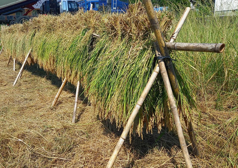 もち米の稲刈り