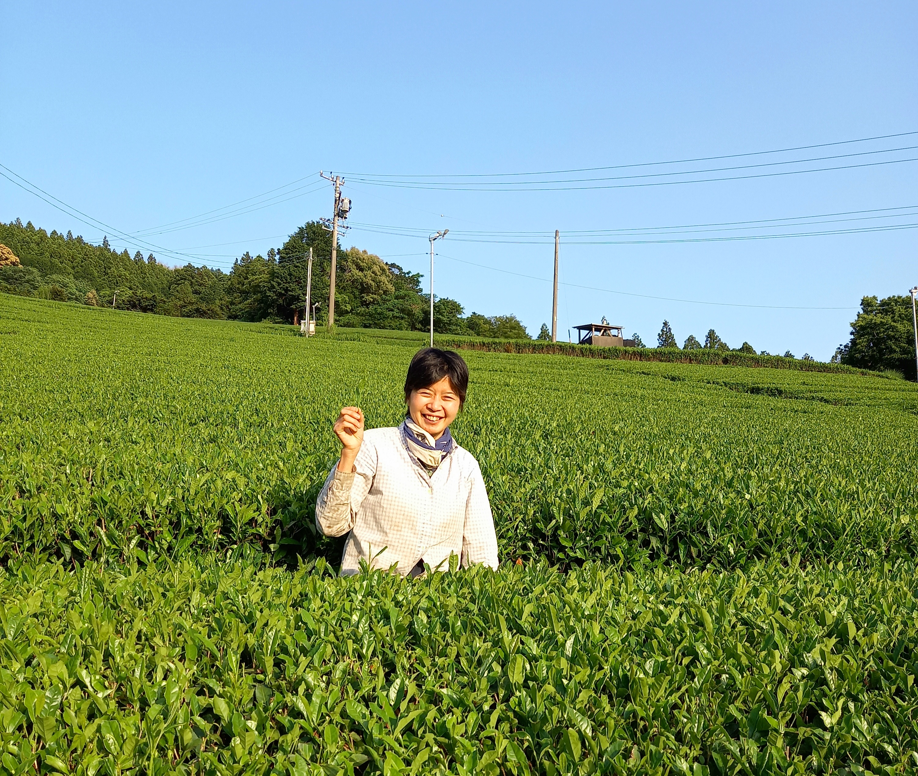 新茶の販売開始